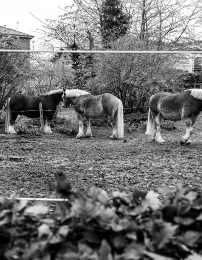 Belgian Draft horses, standing in a paddock in Copenhagen Denmark