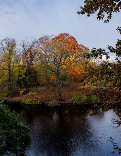 serene pond surrounded by a dense forest displaying vibrant autumn foliage in Copenhagen Denmark