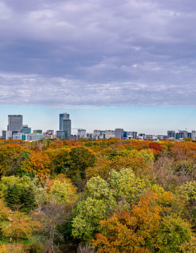 scenic view of a city skyline during autumn, featuring a dense canopy of trees with vibrant fall foliage in the foreground