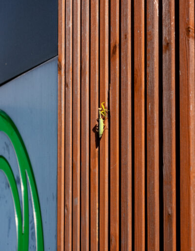 praying mantis resting on a wooden panel