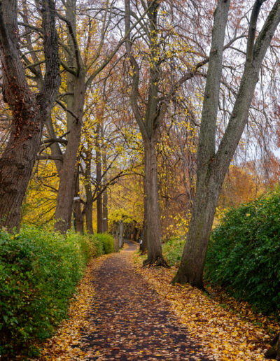 walking path thickly covered with fallen golden-yellow leaves, indicating late autumn Roskilde Denmark