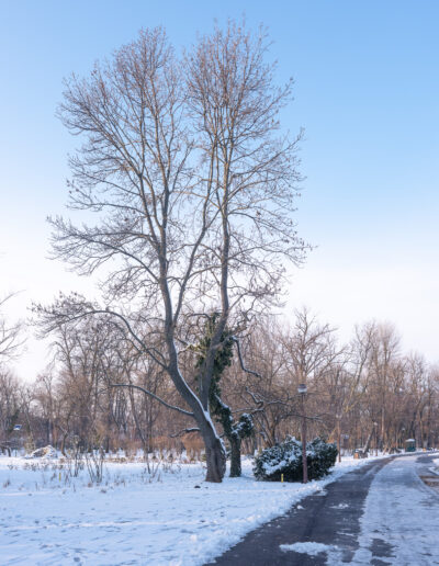 winter scene of a deciduous tree white poplar, situated in a snowy park setting. Herastrau Buccharest Romania