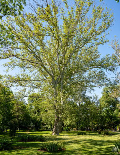Tree in Cotroceni Presidential Park Garden in Bucharest Romania