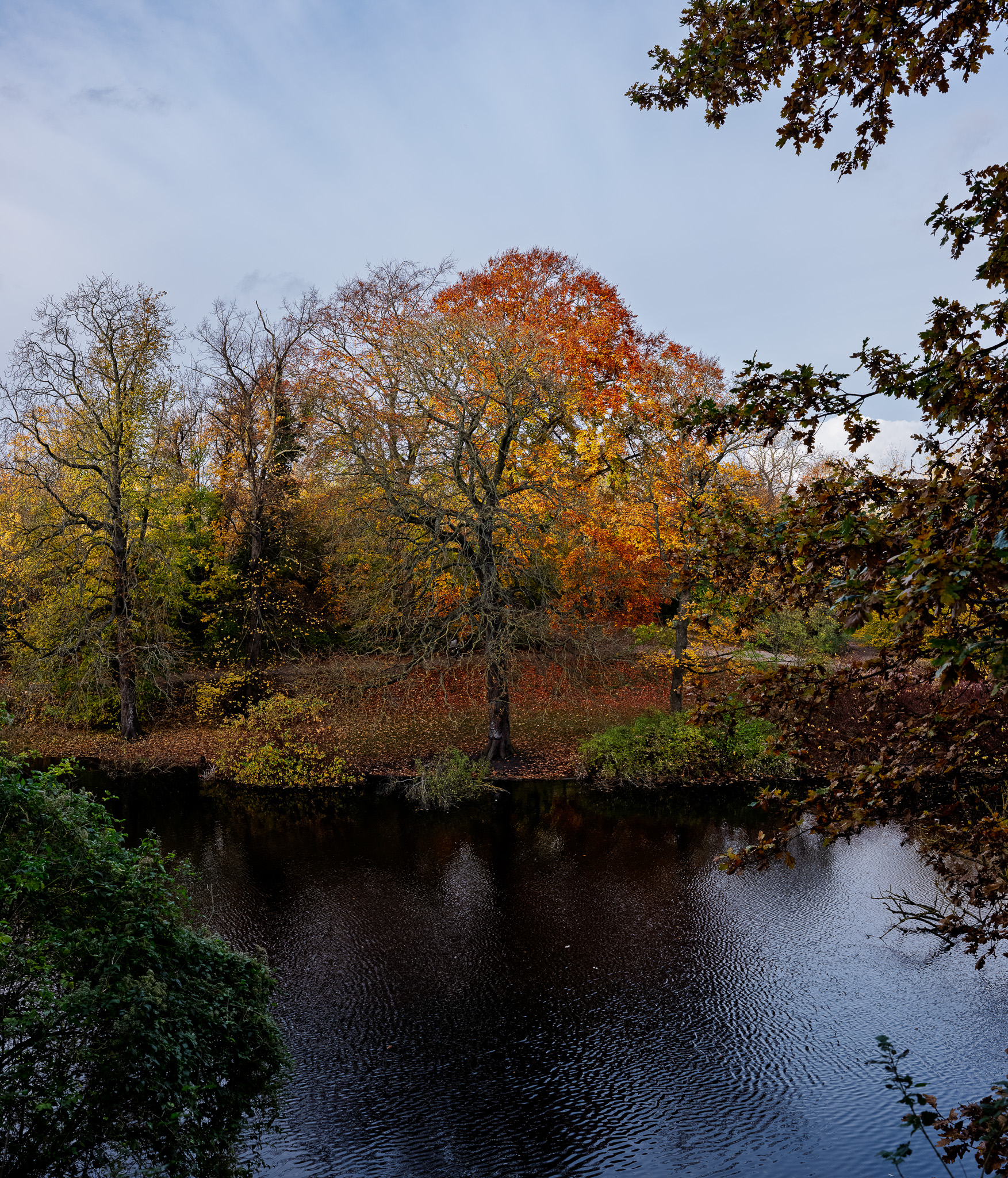 serene pond surrounded by a dense forest displaying vibrant autumn foliage in Copenhagen Denmark